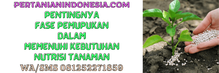 fase,pemupukan,tanaman,pupuk,lmga agro